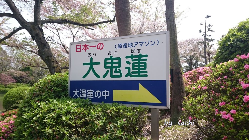 sachi　別府海地獄温室アマゾン大鬼蓮１